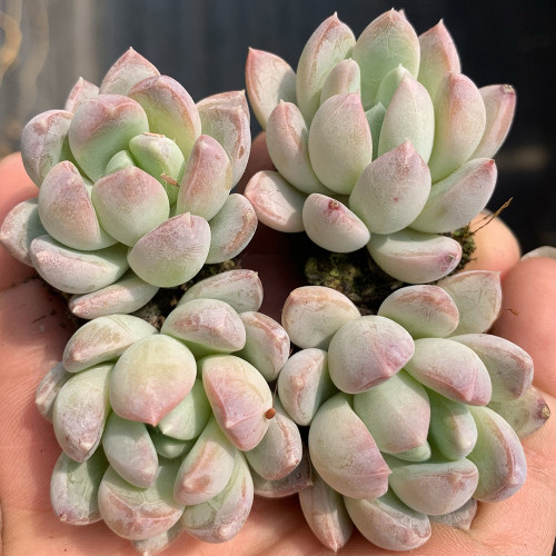 Echeveria cv. 'Illusion' - Vibrant Colors, Plump Leaves, Eye-Catching Display
