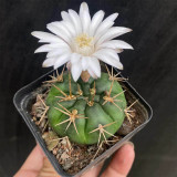 Gymnocalycium eurypleurum Cactus | Golden Spines, White Flowers, Low-Maintenance Globular Succulent for Beginners