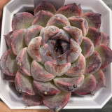 Echeveria cv. 'Purple Fairy'‌ - Sun-Loving, Drought-Tolerant, Low Maintenance Plant