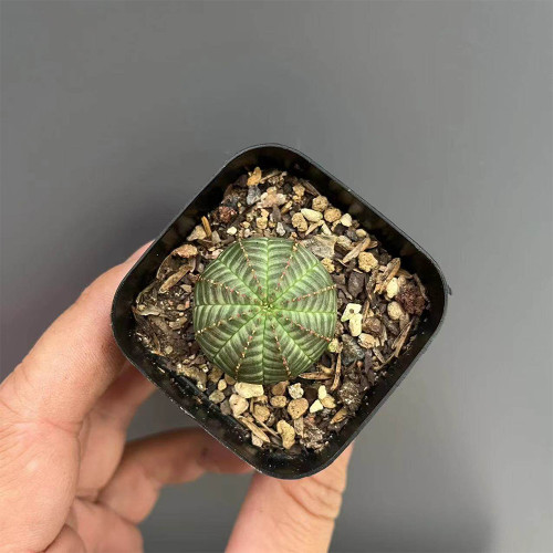 Euphorbia obesa for Sale | Unique Spherical Succulent, Low-Maintenance Indoor Office Decor
