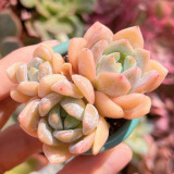 Echeveria cv. 'Snow of Dreams' - Drought-Tolerant, Easy to Care for, Suitable for Full Sun and Home Gardening