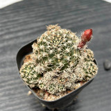 Echinopsis schieliana var. unguispina for Sale | Beginner-Friendly Succulent with White Curly Spines & Vibrant Blooms
