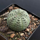 Euphorbia obesa for Sale | Unique Spherical Succulent, Low-Maintenance Indoor Office Decor
