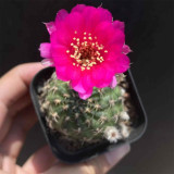 Lobivia famatimensis Cactus | Beginner-Friendly Flowering Succulent, Compact Cactus for Windowsills & Small Spaces