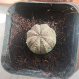 Euphorbia obesa for Sale | Unique Spherical Succulent, Low-Maintenance Indoor Office Decor