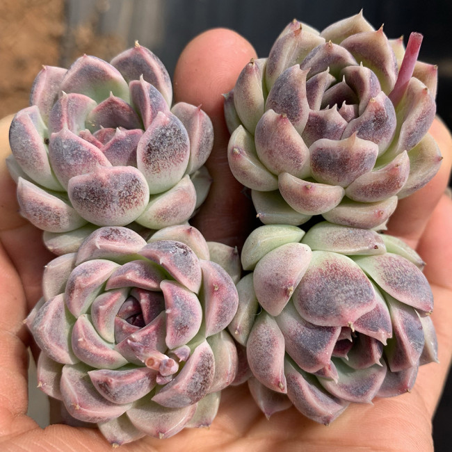 Echeveria cv. 'Purple Fairy' - Sun-Loving, Drought-Tolerant, Low Maintenance Plant