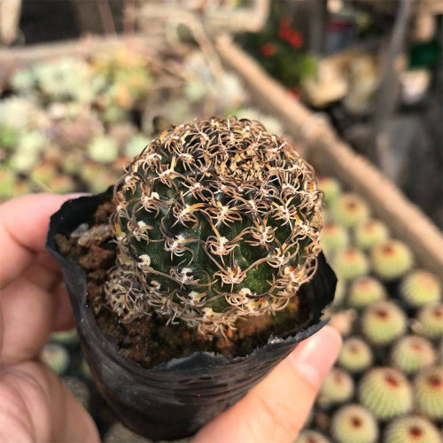 Echinopsis schieliana var. unguispina for Sale | Beginner-Friendly Succulent with White Curly Spines & Vibrant Blooms