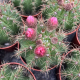 Parodia ottonis Pink Flower Cactus for Sale | Compact, Low-Maintenance Indoor Cactus, Beginner Friendly Succulent Plant