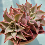 Echeveria cv. 'Dumpling Wrapper' - A rare succulent, perfect for potted displays and creative arrangements