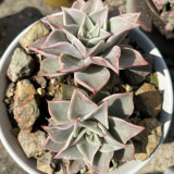 Echeveria cv. 'Dumpling Wrapper' - A rare succulent, perfect for potted displays and creative arrangements