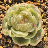 Echeveria 'White Lotus' - Beginner-Friendly, Compact Growth, Adaptable for Pots