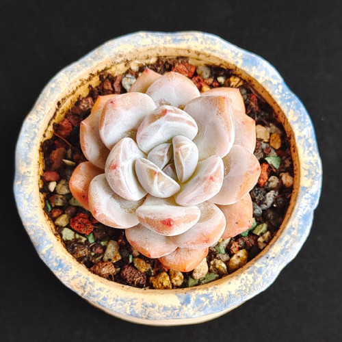 Echeveria cv. 'Starlight Orange' - easy to care for, highly aesthetic, and perfect for beginners