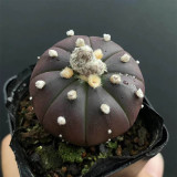 Astrophytum asterias 'Purple Skin' for Sale - Rare Spineless Purple Cactus with White Wool & Low-Maintenance Care