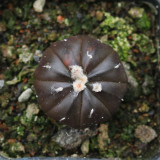 Astrophytum asterias 'Purple Skin' for Sale - Rare Spineless Purple Cactus with White Wool & Low-Maintenance Care