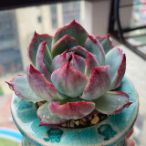 Echeveria cv. 'Fairy of Stunning Grace' - A premium bicolor succulent, drought-tolerant and easy to care for