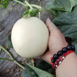 Super Sweet White Jade No.2 Melon Seeds - Early-Maturing, High-Yield, Highly Adaptable