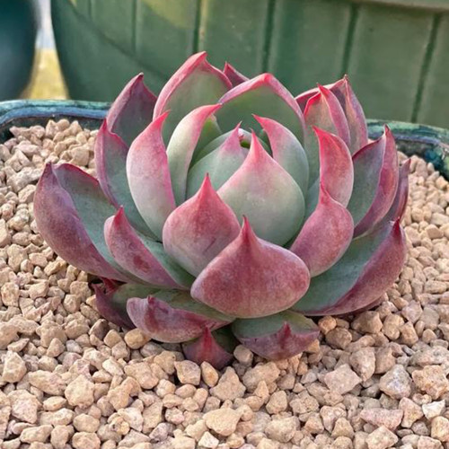 Echeveria cv. 'Fairy of Stunning Grace' - A premium bicolor succulent, drought-tolerant and easy to care for