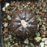 Astrophytum asterias 'Purple Skin' for Sale - Rare Spineless Purple Cactus with White Wool & Low-Maintenance Care