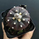 Astrophytum asterias 'Purple Skin' for Sale - Rare Spineless Purple Cactus with White Wool & Low-Maintenance Care