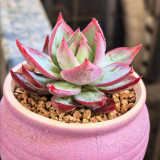 Echeveria cv. 'Fairy of Stunning Grace' - A premium bicolor succulent, drought-tolerant and easy to care for