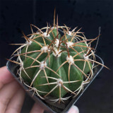 Melocactus azureus Cactus for Sale | Globe Cactus with Woolly Cephalium, Low-Maintenance Indoor Succulent