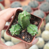 Echinocereus pentalophus 'Momotaro' Cactus | Low-Maintenance, Beginner-Friendly Indoor/Outdoor Decor Plant