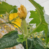 White Jade No.1 Luffa Seeds - Hybrid Variety, Stable Yield, Highly Adaptable, Top Choice for Home Gardening