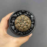 Gymnocalycium stellatum var. paucispinum for Sale – Low-Maintenance, Compact Slow-Growing Indoor Succulent