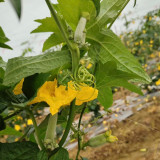 White Jade No.1 Luffa Seeds - Hybrid Variety, Stable Yield, Highly Adaptable, Top Choice for Home Gardening