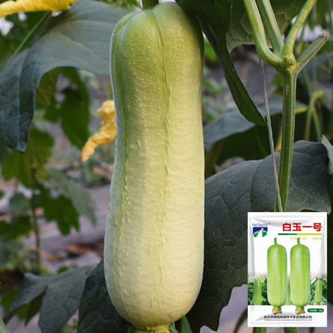 White Jade No.1 Luffa Seeds - Hybrid Variety, Stable Yield, Highly Adaptable, Top Choice for Home Gardening