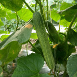 Yanbai No.3 Cucumber Seeds - Widely Adaptable, Crisp and Sweet Fruits, Suitable for Greenhouse and Open-Field Cultivation