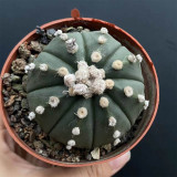 Astrophytum asterias Cactus for Sale | Live Cactus Plant - Spineless, Rare, Collector's Choice for Indoor Gardens