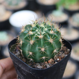 Echinopsis obrepanda Cactus for Sale | Golden-Spined, Flowering Succulent | Low-Maintenance Ball Cactus