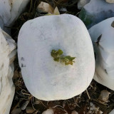 Beijing Chuanling No. 8 Wax Gourd Seeds - High Yield, Strong Adaptability, Easy to Grow