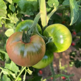Xingchi Big Strawberry Tomato Seeds - Rich Flavor, Disease Resistant, Mid-Early Season and Versatile