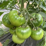 Xingchi Big Strawberry Tomato Seeds - Rich Flavor, Disease Resistant, Mid-Early Season and Versatile