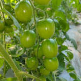 Green Jade Tomato Seeds - Premium Variety, High Yield, Sweet-Tart Flavor, Continuous Harvest