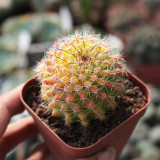 Mammillaria jaliscana f. variegata 'Hongnawan' for Sale | Rare Variegated Succulent with Yellow to Orange Color Gradient