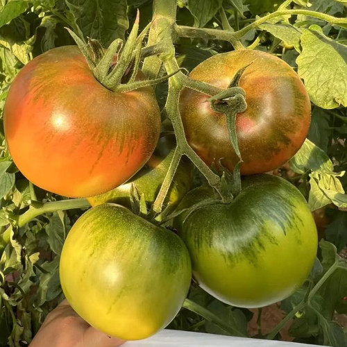 Xingchi Big Strawberry Tomato Seeds - Rich Flavor, Disease Resistant, Mid-Early Season and Versatile