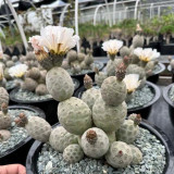 Tephrocactus geometricus Cactus for Sale – Rare Low Maintenance Collector's Sculptural Succulent