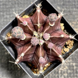 Gymnocalycium mihanovichii 'Hibotan Purple' | Purple Moon Cactus, Compact & Low-Maintenance Live Plant