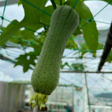 Yucui No.2 Large-Fleshed Luffa Seeds - Early-Maturing, High-Yield Vegetable with Strong Disease Resistance