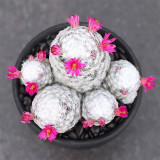 Mammillaria humboldtii for Sale | Soft Cloud Cactus with Magenta-pink Flowers, Beginner-Friendly Indoor Succulent
