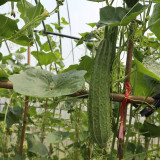 Huaxiu Sponge Gourd Seeds - High-Yield Hybrid Variety, Disease Resistant, Suitable for Home and Farm Planting