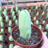Echinopsis lageniformis f. monstruosa – Rare Monstrose Long-Stemmed Indoor Succulent, Low Maintenance Cactus
