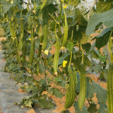 Huaxiu Sponge Gourd Seeds - High-Yield Hybrid Variety, Disease Resistant, Suitable for Home and Farm Planting