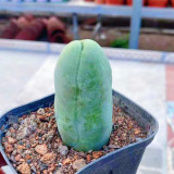 Echinopsis lageniformis f. monstruosa – Rare Monstrose Long-Stemmed Indoor Succulent, Low Maintenance Cactus