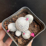 Mammillaria humboldtii for Sale | Soft Cloud Cactus with Magenta-pink Flowers, Beginner-Friendly Indoor Succulent
