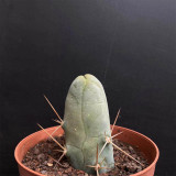 Echinopsis lageniformis f. monstruosa – Rare Monstrose Long-Stemmed Indoor Succulent, Low Maintenance Cactus