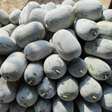 Baoqi Taro-Scented Winter Melon Seeds - High Yield, Dense Flesh, Suitable for Commercial Cultivation and Home Gardening